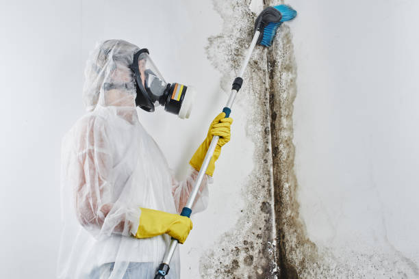 Best Mold Remediation for Schools in Sikeston, MO