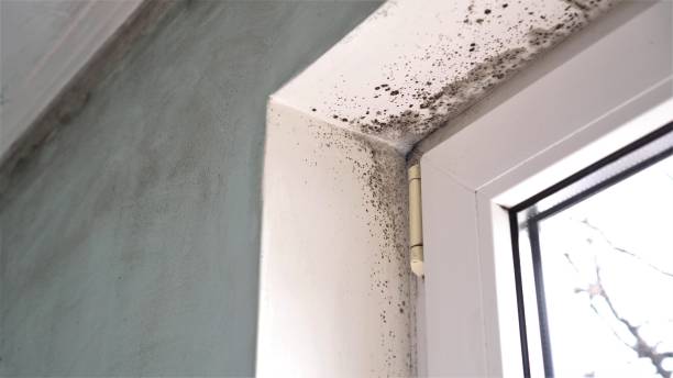 Professional Mold Remediation in Sikeston, MO