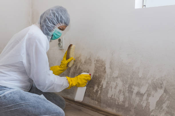 Best Post-Flood Mold Remediation in Sikeston, MO