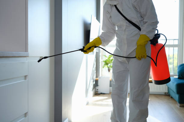 Best Attic Mold Remediation in Sikeston, MO
