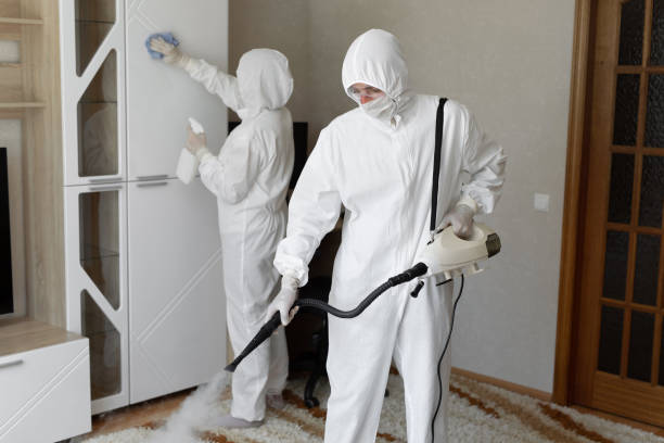 Best White Mold Remediation in Sikeston, MO