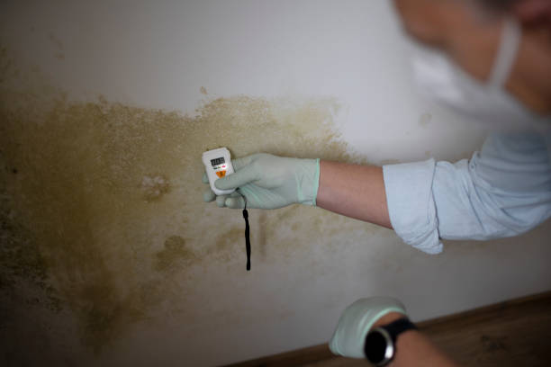 Best White Mold Remediation in Sikeston, MO