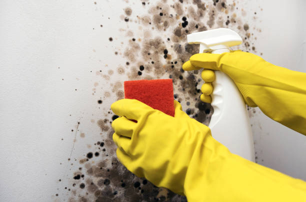 Best Residential Mold Remediation in Sikeston, MO