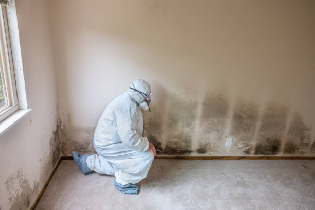 Best Emergency Mold Remediation in Sikeston, MO