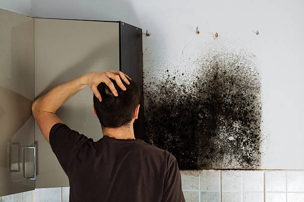 Best Industrial Mold Remediation in Sikeston, MO